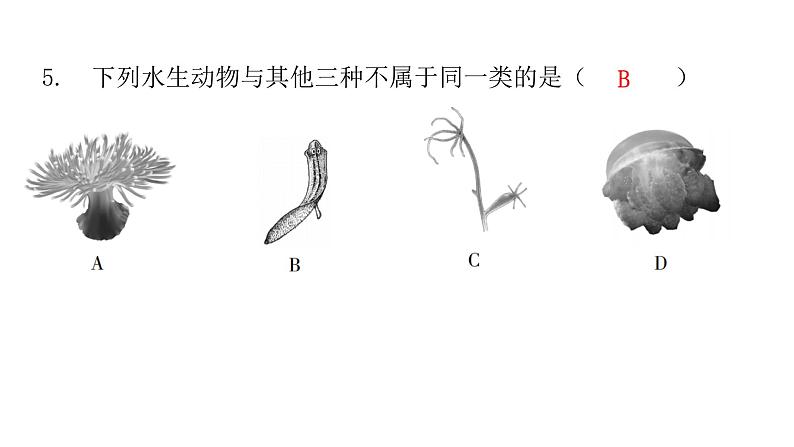 北师大版八年级生物下册第4节动物的主要类群第1课时无脊椎动物课件05