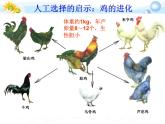 7.3.3 生物进化的原因（课件带教案学案同步作业）2022-2023学年八年级下册生物同步备课系列