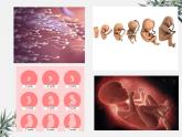 冀少版生物八年级下册  6.1.3人的生殖和胚胎发育 课件