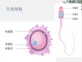 冀少版生物八年级下册  6.1.3人的生殖和胚胎发育 课件