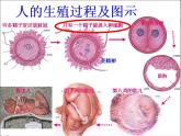 冀少版生物八年级下册  6.1.3人的生殖和胚胎发育 课件