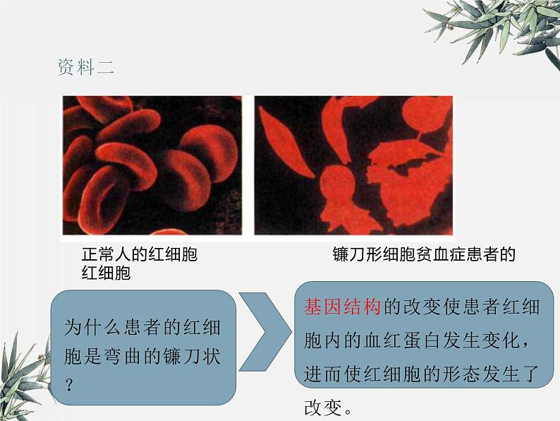 冀少版生物八年级下册  6.2.2变异 课件06