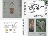 冀少版生物八年级下册  6.3.1生命的起源 课件