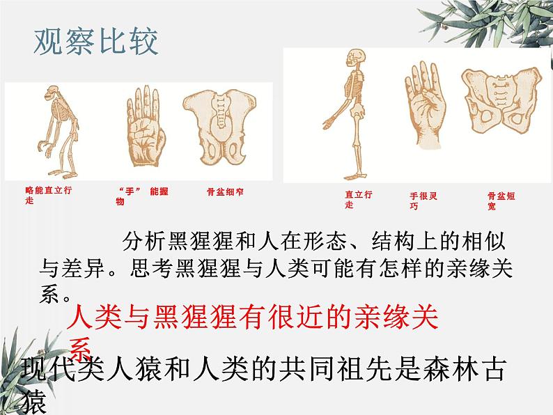 冀少版生物八年级下册  6.3.3人类的起源 课件07