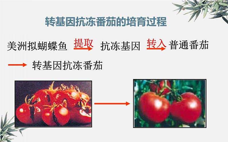 冀少版生物八年级下册  6.4现代生物技术 课件06