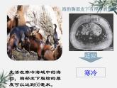 冀少版生物八年级下册  7.1.2生物对环境的适应和影响 课件