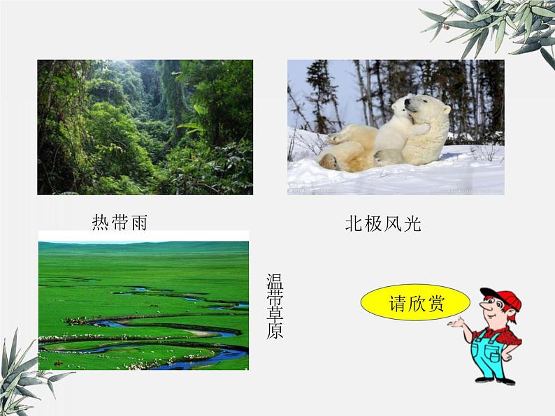 冀少版生物八年级下册  7.3.3保护生物多样性 课件06