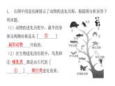 北师大版八年级生物下册专项训练一读图理解课件