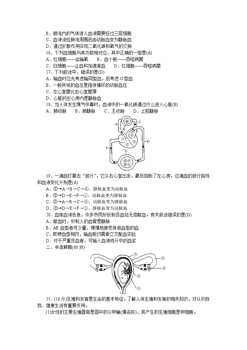 人教版七年级生物下册期中测试题含答案第3页