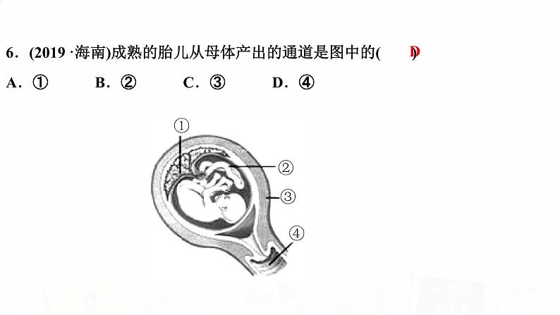 人教版七年级生物下册第二节人的生殖作业课件第6页