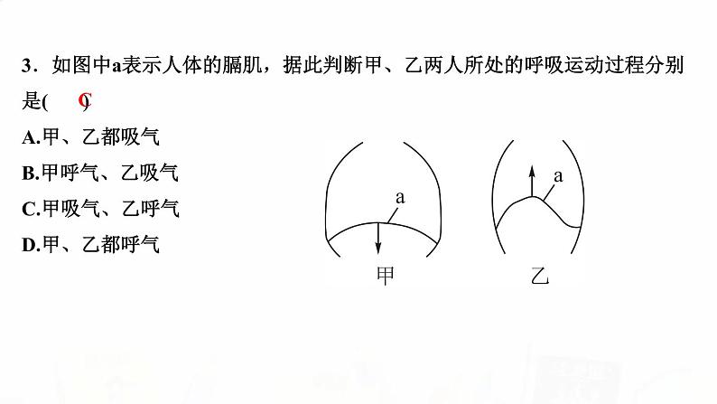 人教版七年级生物下册第二节发生在肺内的气体交换作业课件04