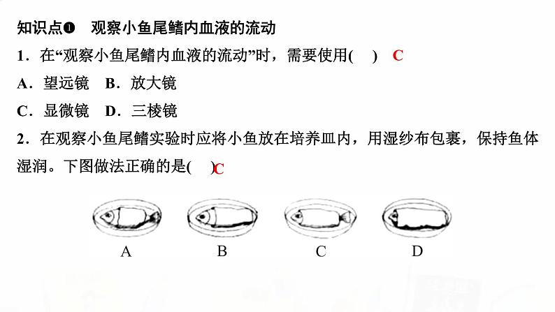 人教版七年级生物下册第二节血流的管道——血管作业课件03