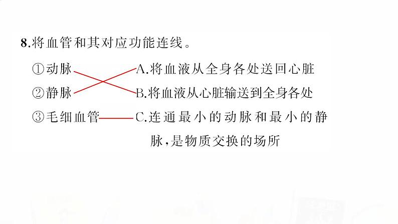 人教版七年级生物下册第二节血流的管道——血管作业课件07