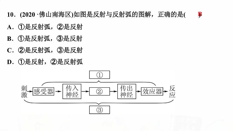 人教版七年级生物下册第三节神经调节的基本方式作业课件08