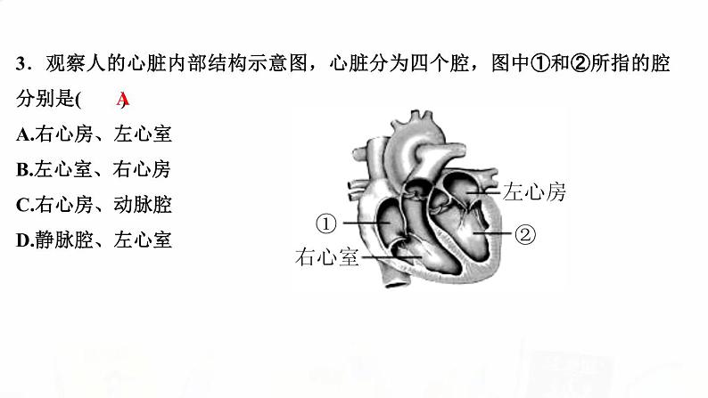 人教版七年级生物下册第三节输送血液的泵——心脏 第1课时心脏的结构和功能作业课件第4页