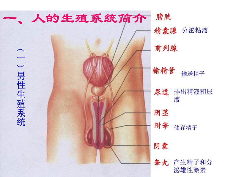 人教版七年级生物下册1-2人的生殖(1)课件第2页