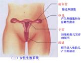 人教版七年级生物下册1-2人的生殖(1)课件