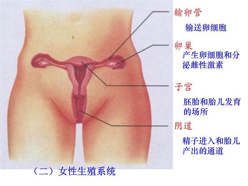 人教版七年级生物下册1-2人的生殖(1)课件第4页