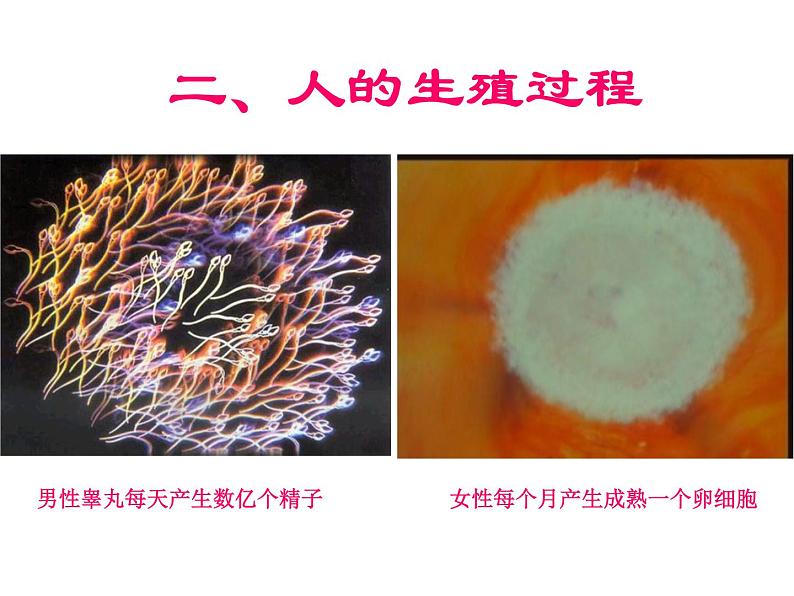 人教版七年级生物下册1-2人的生殖(1)课件第6页