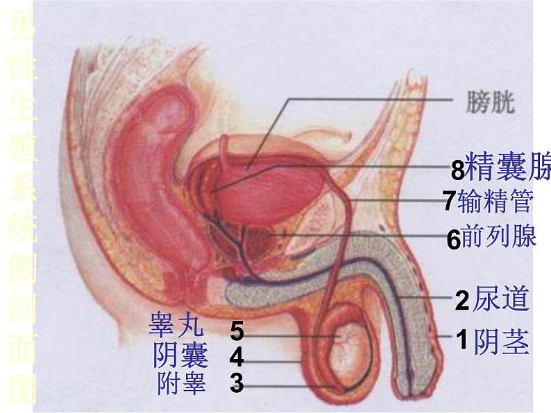 人教版七年级生物下册1-2人的生殖(2)课件第5页