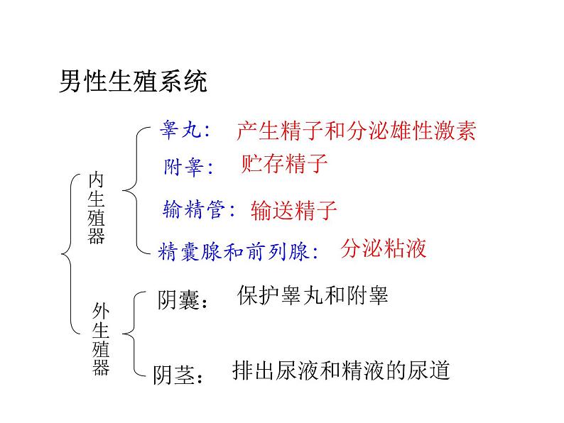 人教版七年级生物下册1-2人的生殖(2)课件第6页