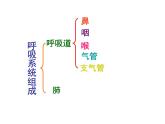 人教版七年级生物下册3-1呼吸道对空气的处理(2)课件