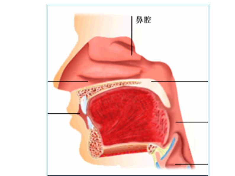 人教版七年级生物下册3-1呼吸道对空气的处理(2)课件第4页