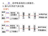 人教版七年级生物下册3-2发生在肺内的气体交换(1)课件