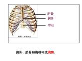 人教版七年级生物下册3-2发生在肺内的气体交换(3)课件