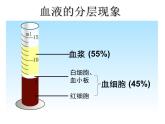 人教版七年级生物下册4-1流动的组织——血液(1)课件