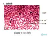 人教版七年级生物下册4-1流动的组织——血液(2)课件