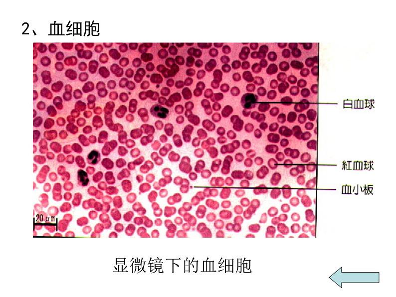 人教版七年级生物下册4-1流动的组织——血液(2)课件第4页