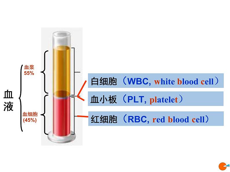 人教版七年级生物下册4-1流动的组织——血液(3)课件第7页