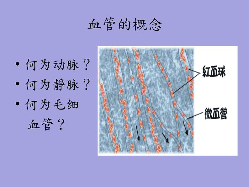 人教版七年级生物下册4-2血流的管道——血管(1)课件第7页