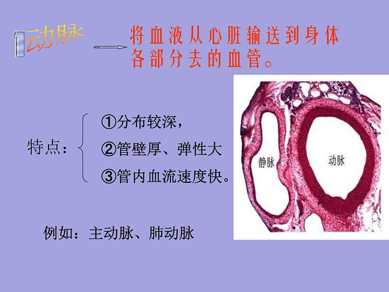 人教版七年级生物下册4-2血流的管道——血管(1)课件第8页