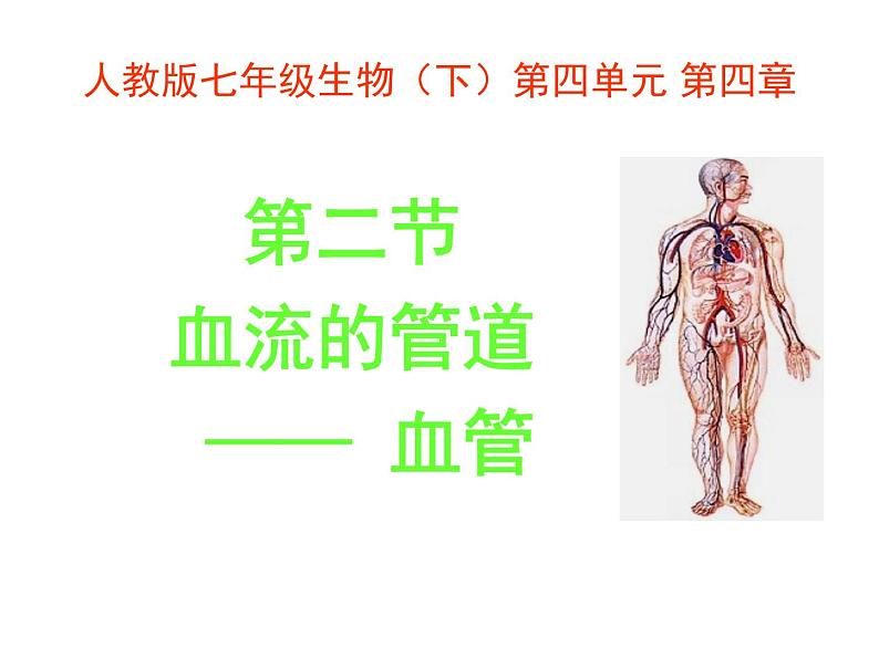 人教版七年级生物下册4-2血流的管道——血管(2)课件第1页