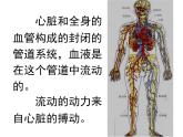 人教版七年级生物下册4-2血流的管道——血管(2)课件