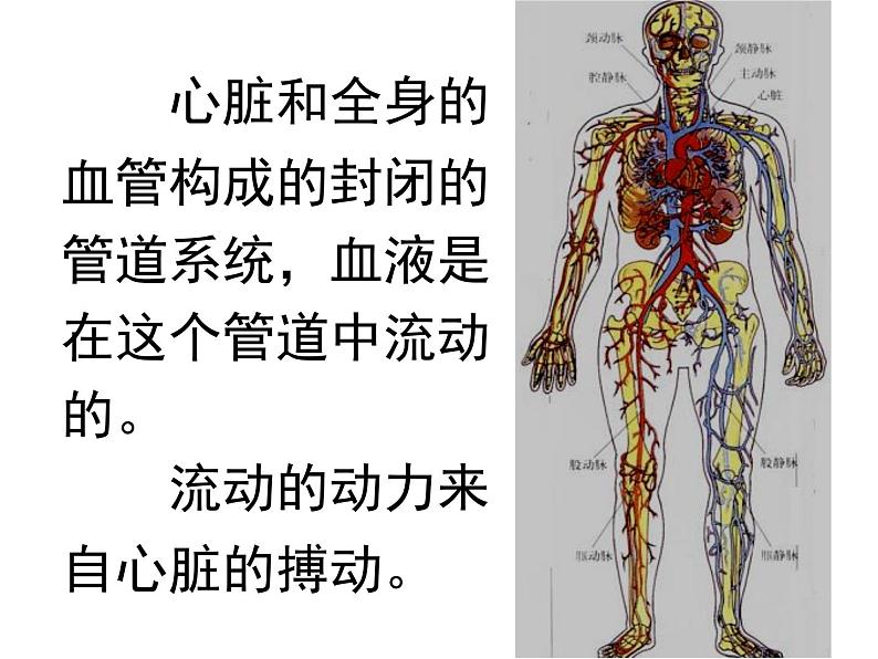 人教版七年级生物下册4-2血流的管道——血管(2)课件第2页