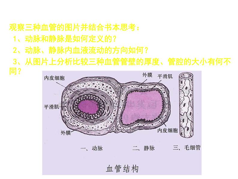 人教版七年级生物下册4-2血流的管道——血管(2)课件第3页