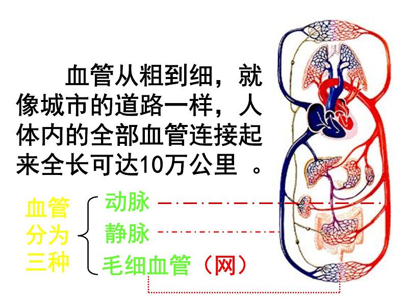 人教版七年级生物下册4-2血流的管道——血管(2)课件第4页