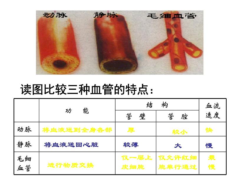 人教版七年级生物下册4-2血流的管道——血管(2)课件第6页