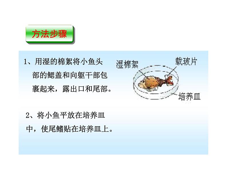 人教版七年级生物下册4-2血流的管道——血管(3)课件第6页