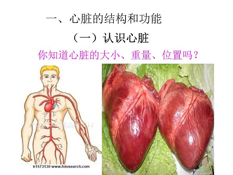 人教版七年级生物下册4-3输送血液的泵——心脏(1)课件第2页