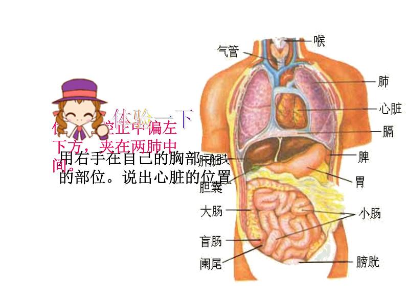 人教版七年级生物下册4-3输送血液的泵——心脏(1)课件第3页