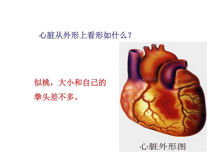 人教版七年级生物下册4-3输送血液的泵——心脏(1)课件第4页