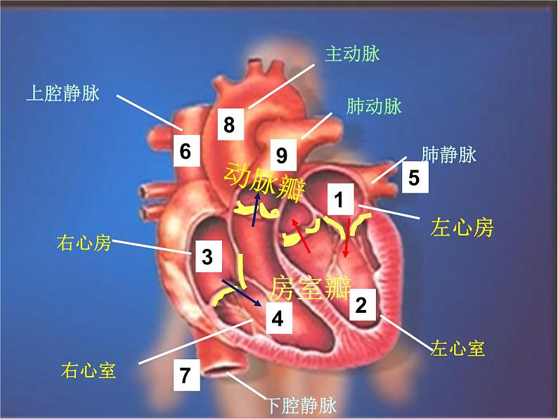 人教版七年级生物下册4-3输送血液的泵——心脏(1)课件第6页