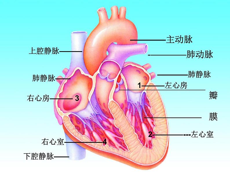 人教版七年级生物下册4-3输送血液的泵——心脏(2)课件第4页