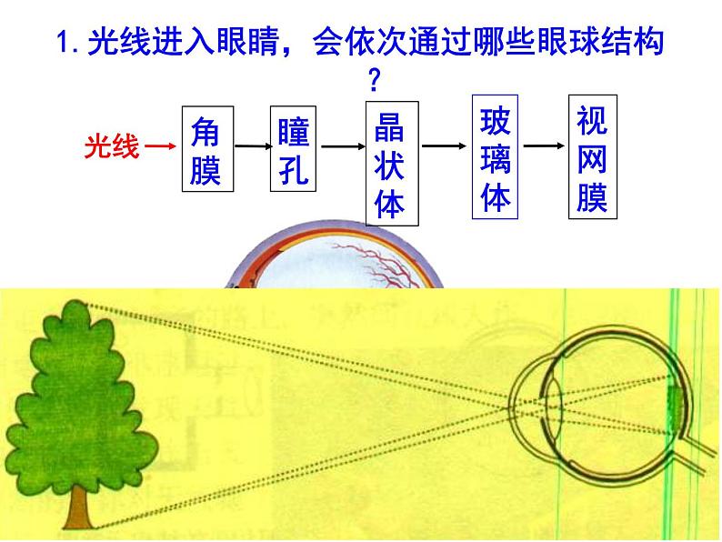 人教版七年级生物下册6-1人体对外界环境的感知(1)课件第3页