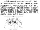 人教版七年级生物下册6-2神经系统的组成(2)课件