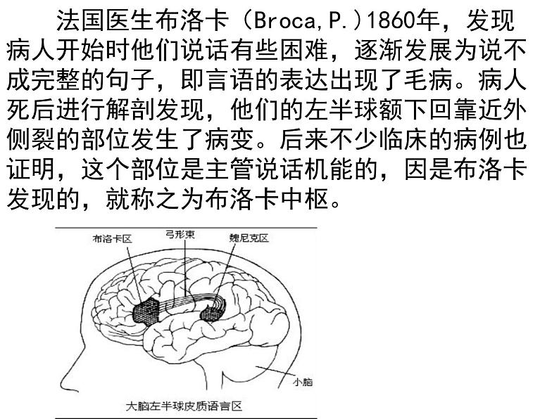 人教版七年级生物下册6-2神经系统的组成(2)课件第1页